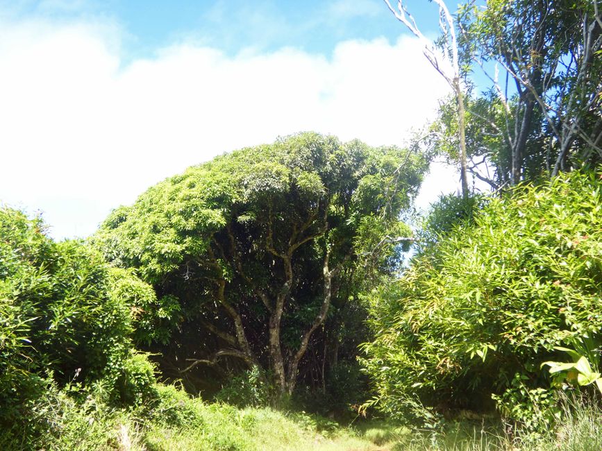 Adamstown, Pitcairn