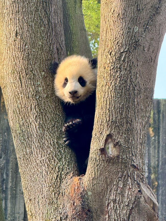 Part 2: Xi'an and Chengdu 🐼