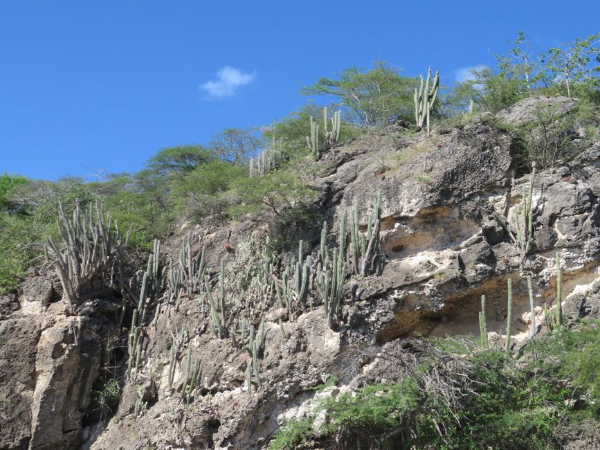 Cactus