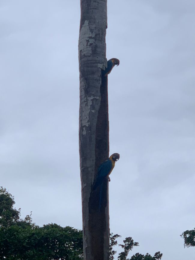 Trinidad (Chuchini Reservat)