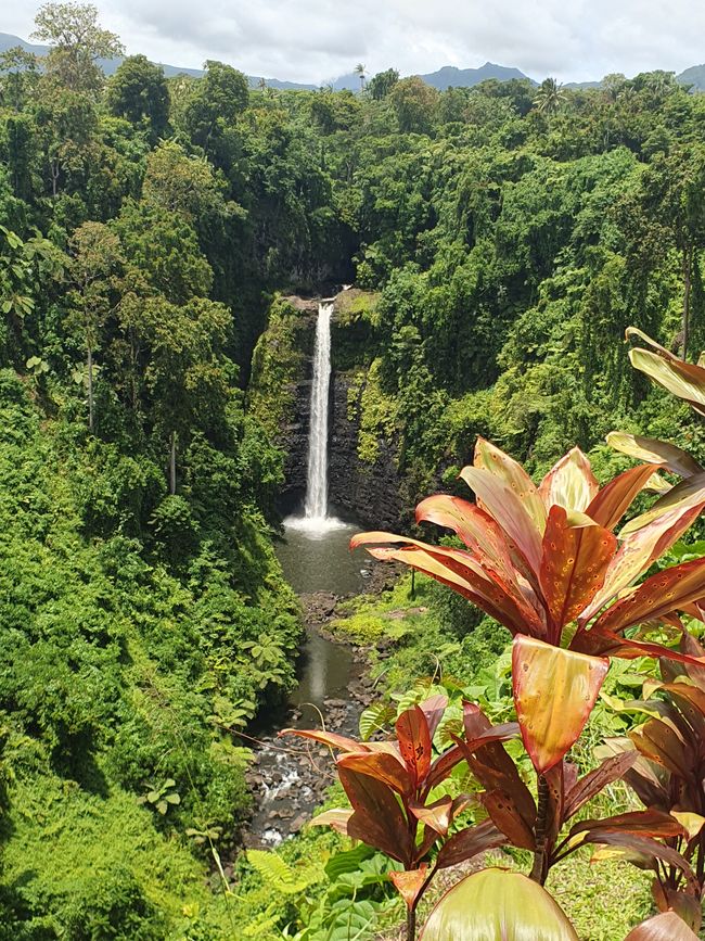 47. Tag Apia, Samoa 10.01.2026
