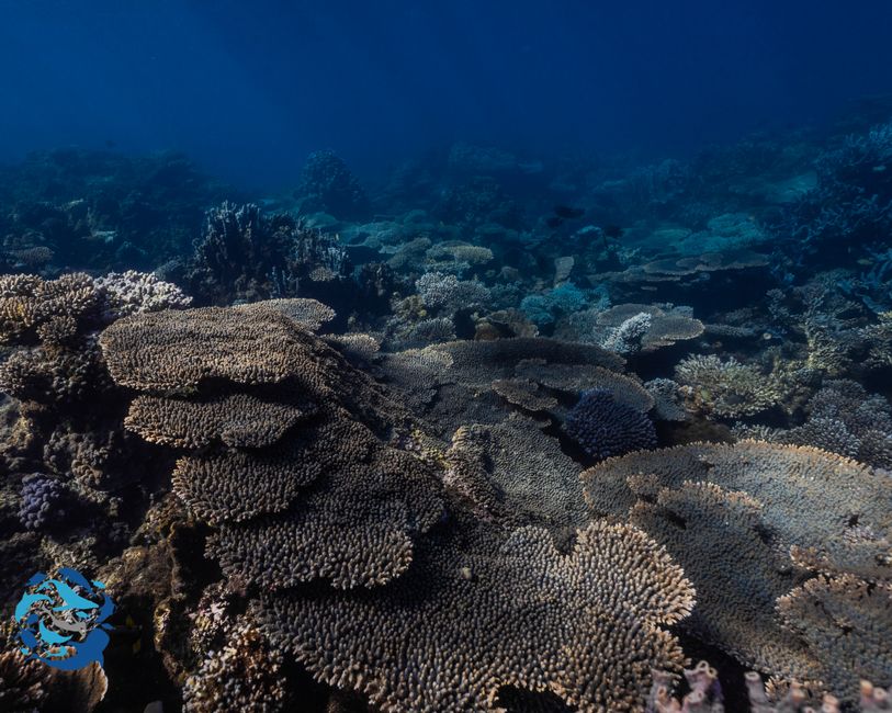 Snorkeling