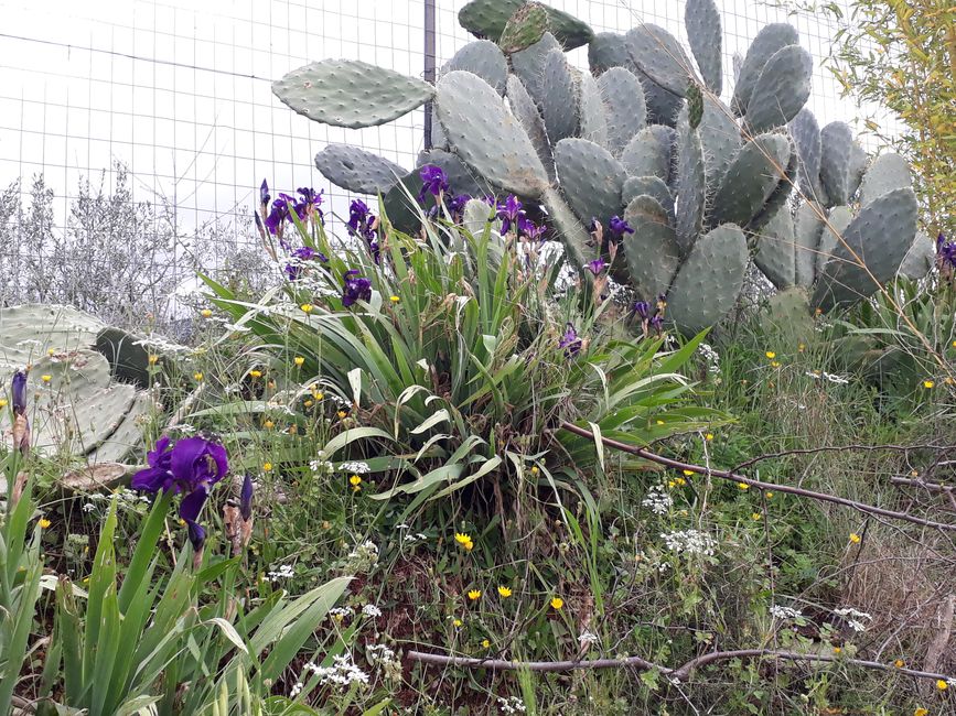 What we laboriously cultivate grows here effortlessly.