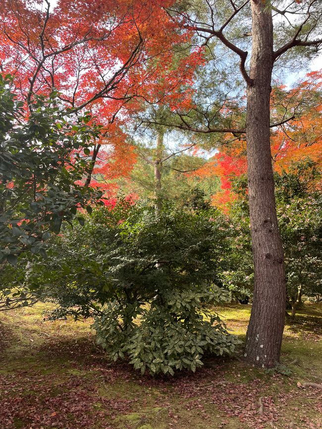 23.Kapitel: Arashiyama oder ein Tag von vorne bis hinten gelungen