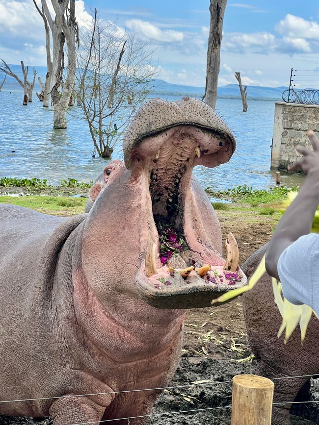 Från Lake Naivasha Country Club till Great Rift Valley Lodge and Golf Resort