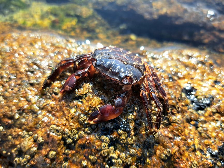 Rock Crab