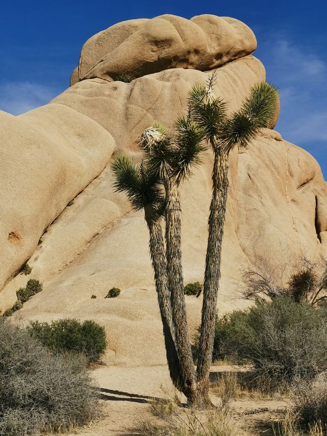 Vom Joshua Tree NP über die Route 66 nach Laughlin