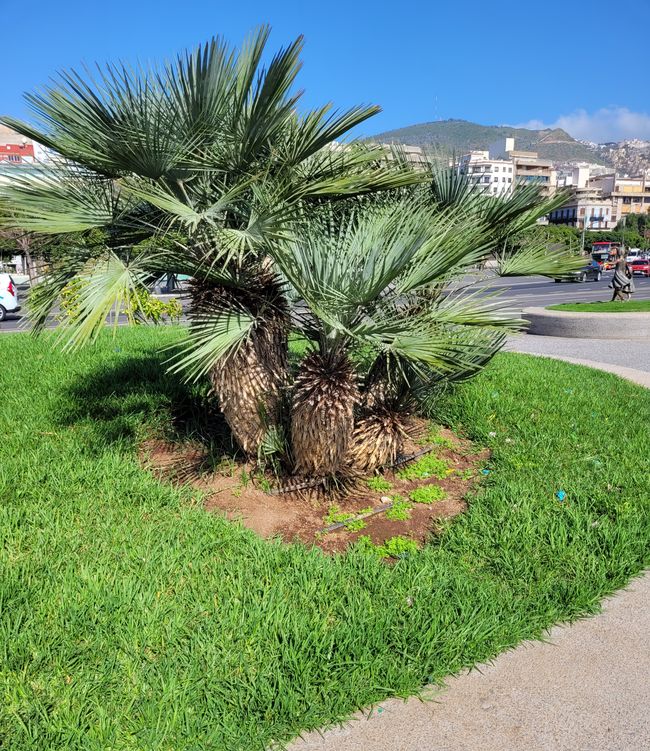 Tag 163 und 164 (Teil1) von geplanten 175: Kreuzfahrt rund um die Welt - Santa Cruz de Tenerife