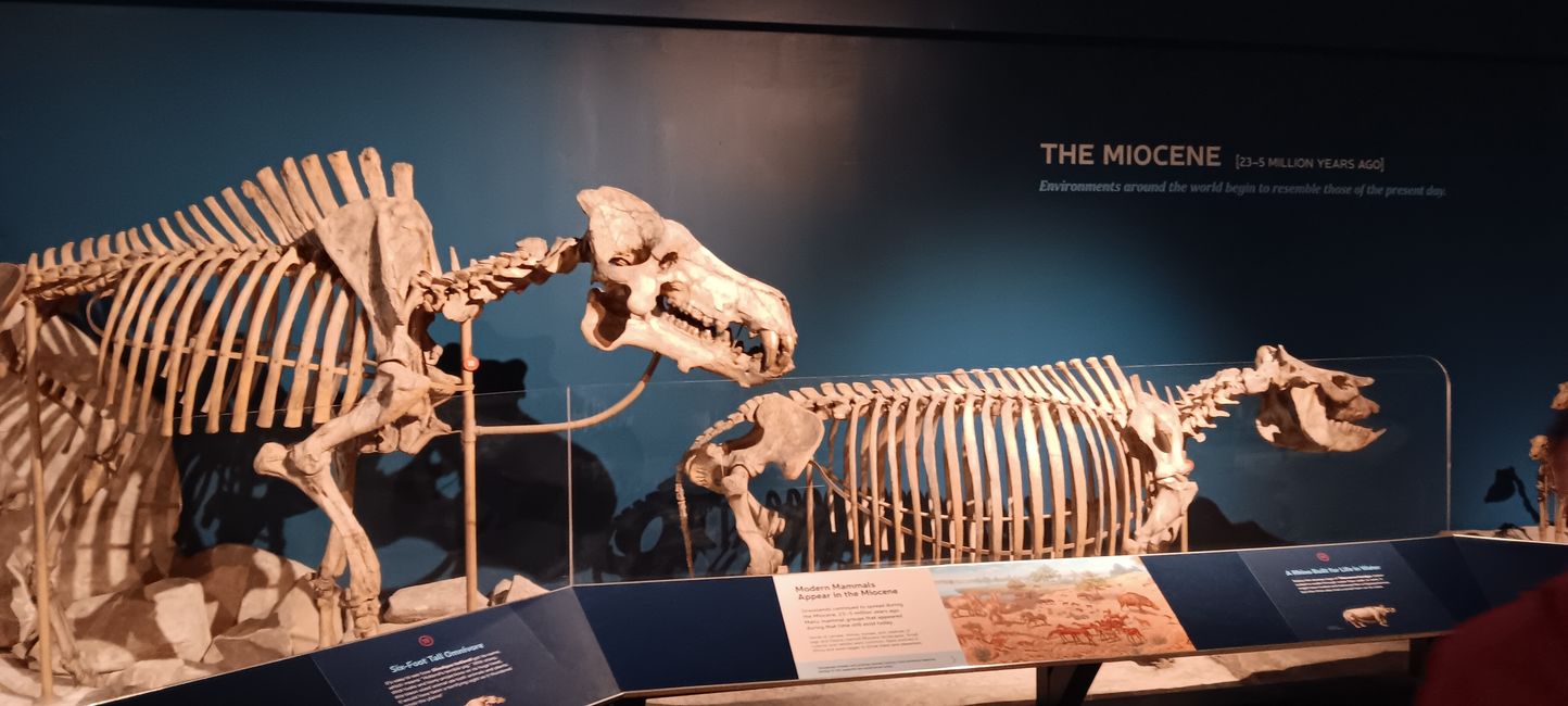 Museum of Natural History I