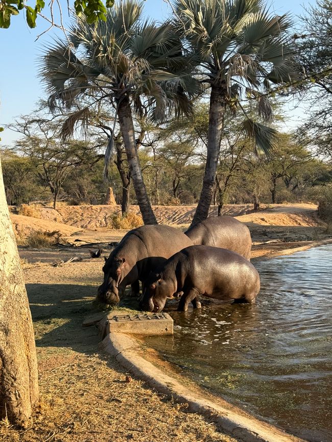 Namibia 2k25 🦓🏜️🐘