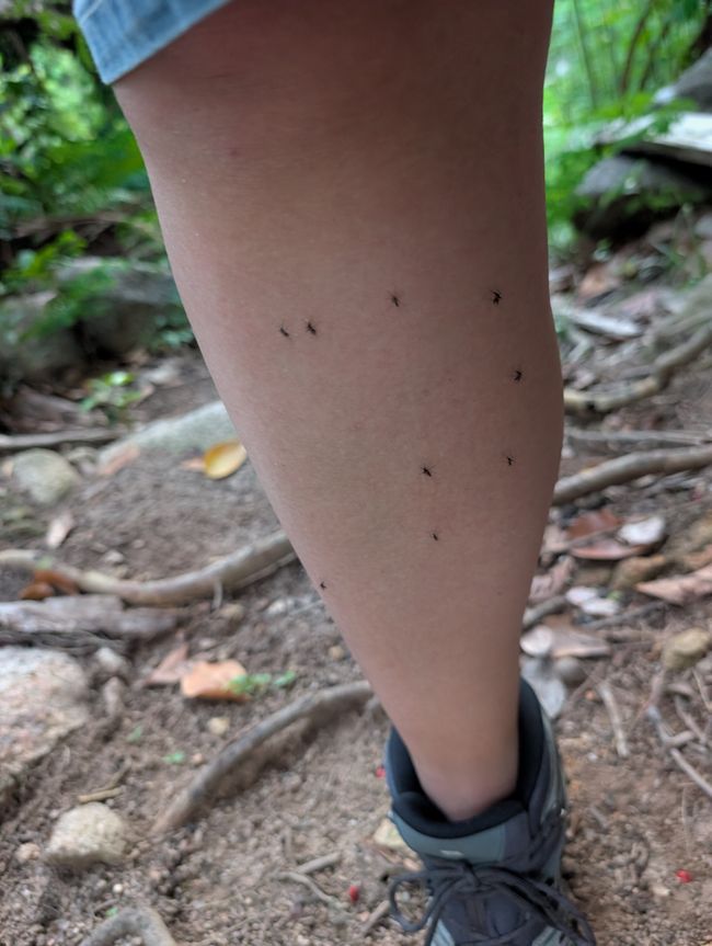 Dream Cove & Mosquito Invasion🦟🦟🦟