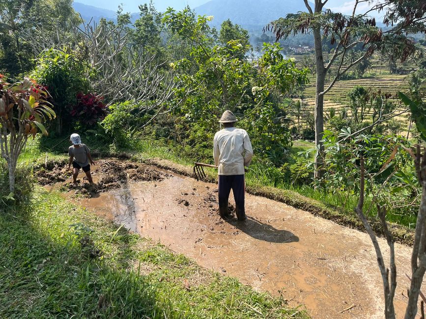 Handarbeit auf dem Feld, Jatiluwih-Reisterrassen