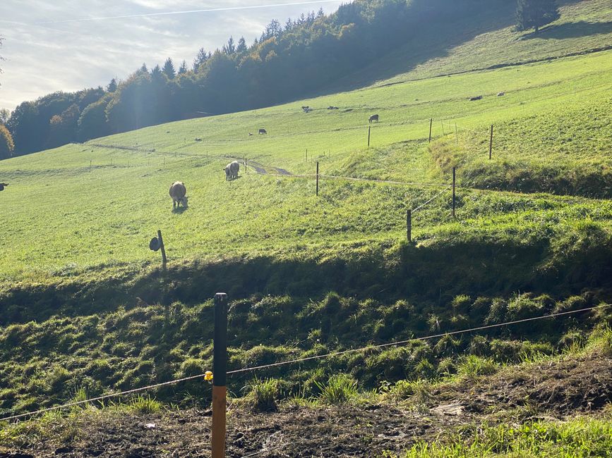 In Holzinshaus über die Wiesen geschaut