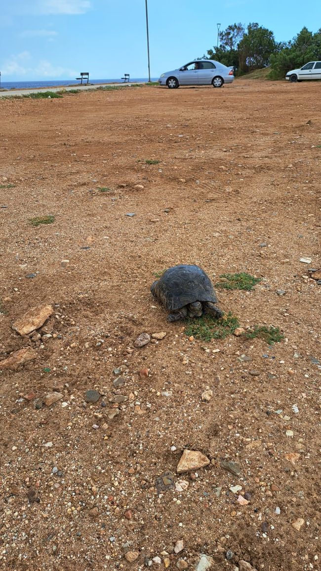 Landschildkröte mal in freier Wildbahn