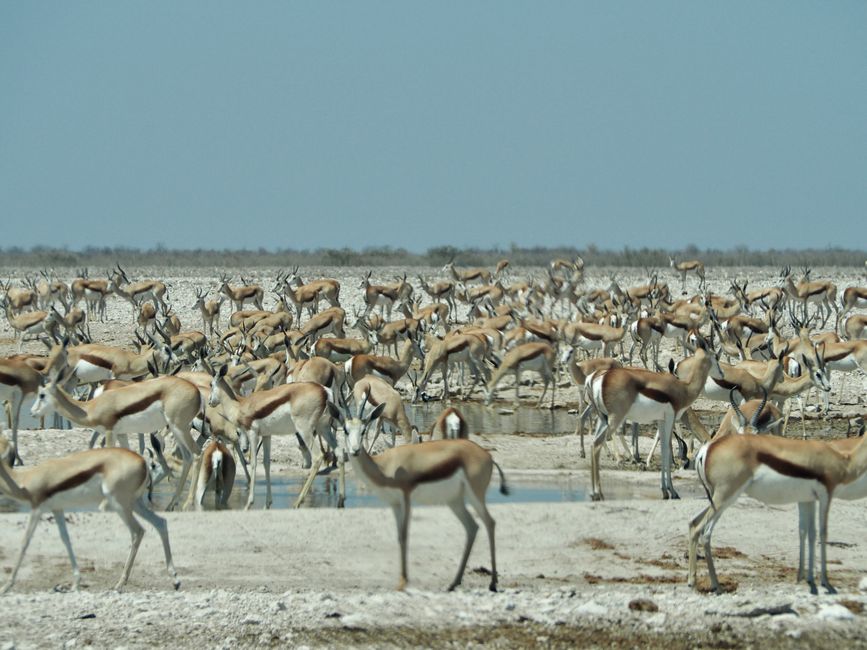 2. Day: Etosha National Park