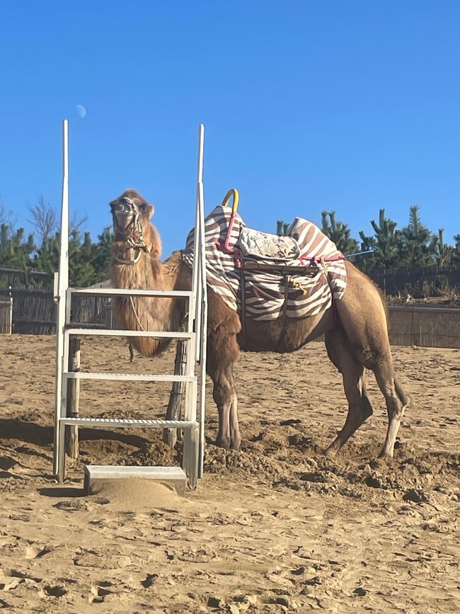 Endlich ein Kamel!