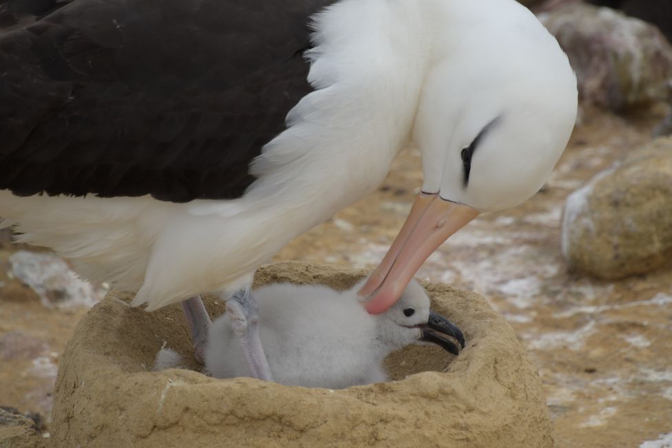 Schwarzbrauen-Albatrosse / Black-browed albatrosses
