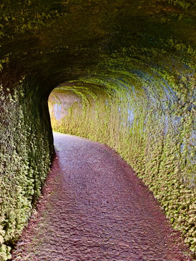 Faial el número 4