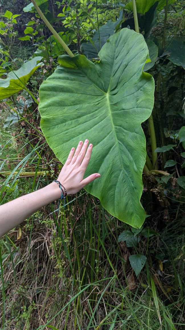 Tag 8: Wandern entlang der Levada do Moinho & Levada Nova