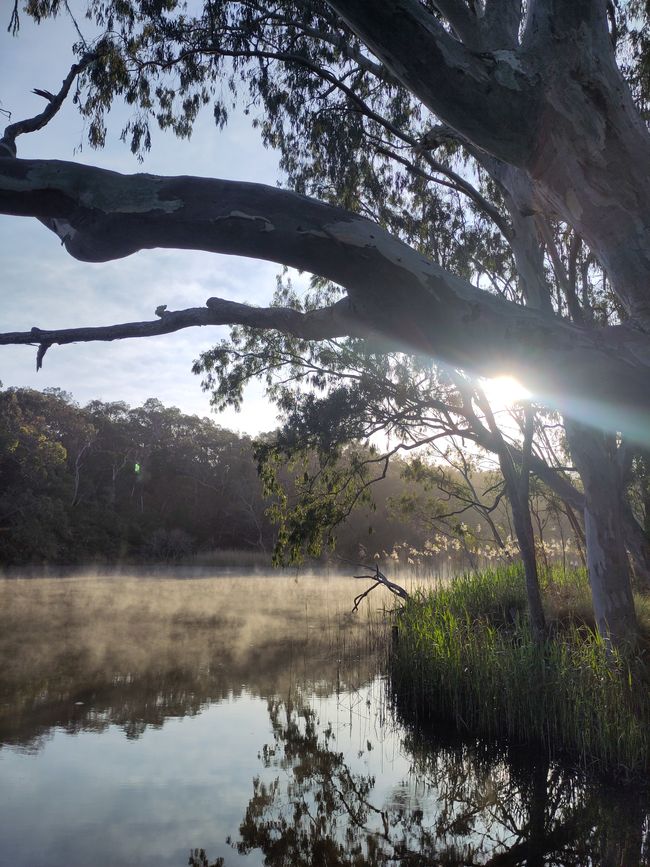 Morning mist over the Glenelg River