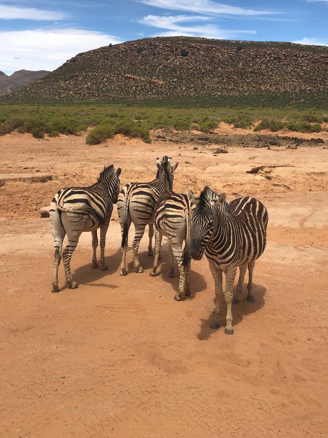 #3 - Ciudad del Cabo - Safari - Los Grandes Cinco