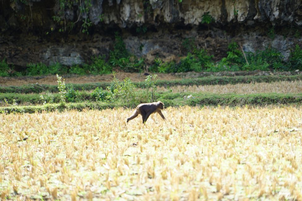 Rammang Rammang