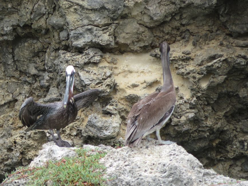 Pélicans