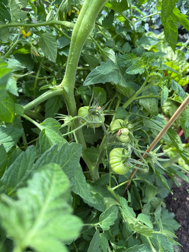 Unsere Hochbeete/ our raised beds