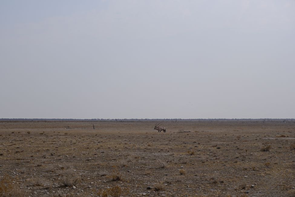 Etosha National Park 🐘🦒