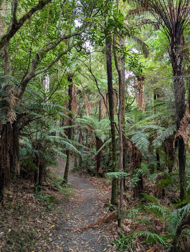 Foresta di felci sul percorso di ritorno 
