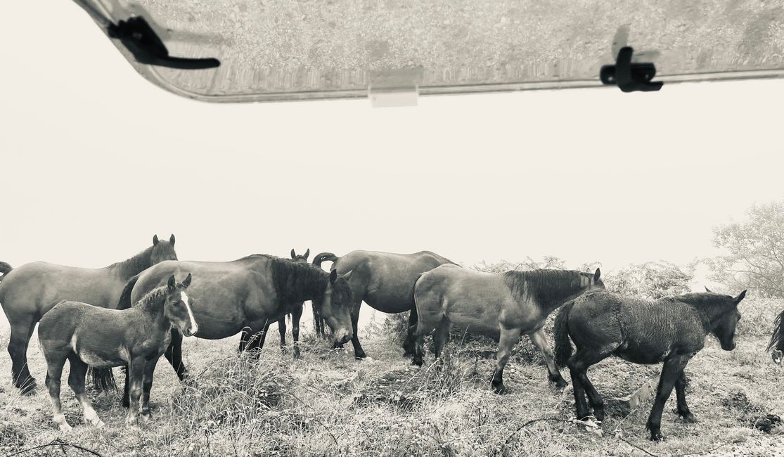 The dark figures turn out to be a herd of wild horses!