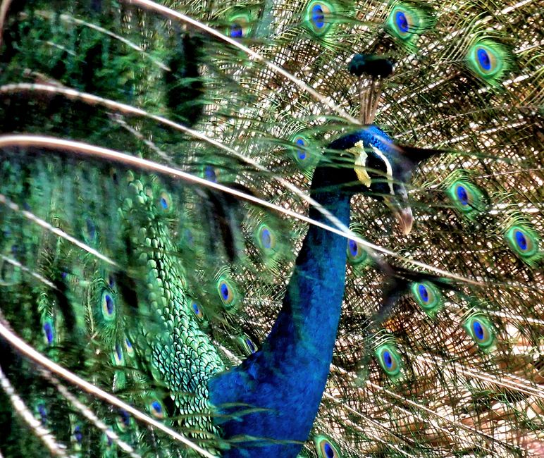 Bird Park
