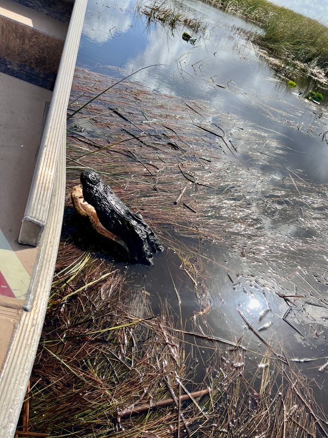 Tag 375 - Airboat-Tour @ Everglades
