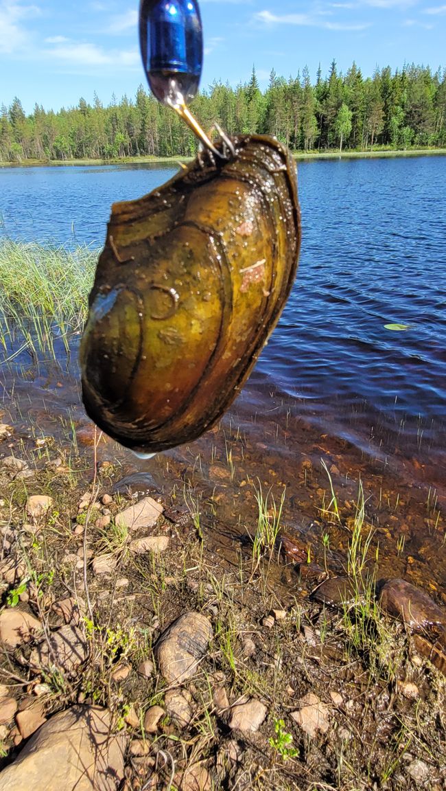 Finnland 31.Mai-14.Juni 2024/5.Juni