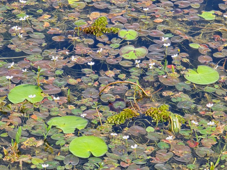 Alles kommt anders... - oder: Die Tempelanlagen von Angkor