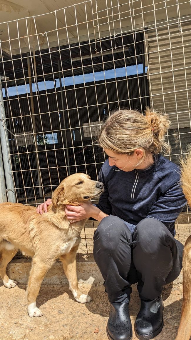 Chi ha lasciato uscire i cani?! Il primo giorno nel rifugio