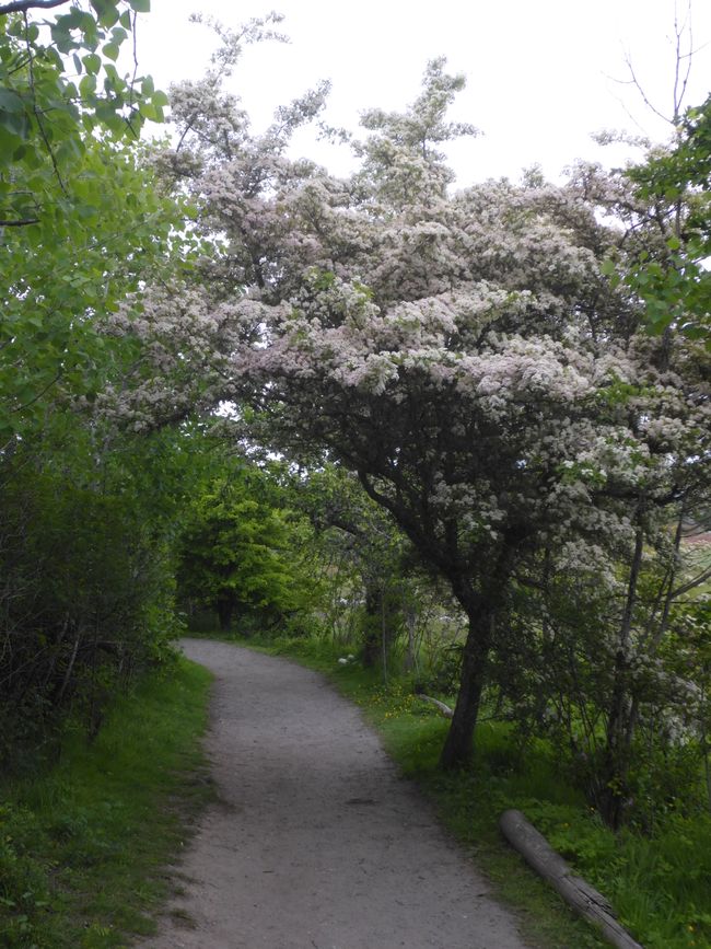 Frühling