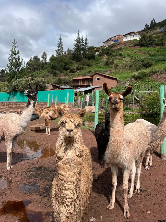 Bye bye Peru 🇵🇪🦙