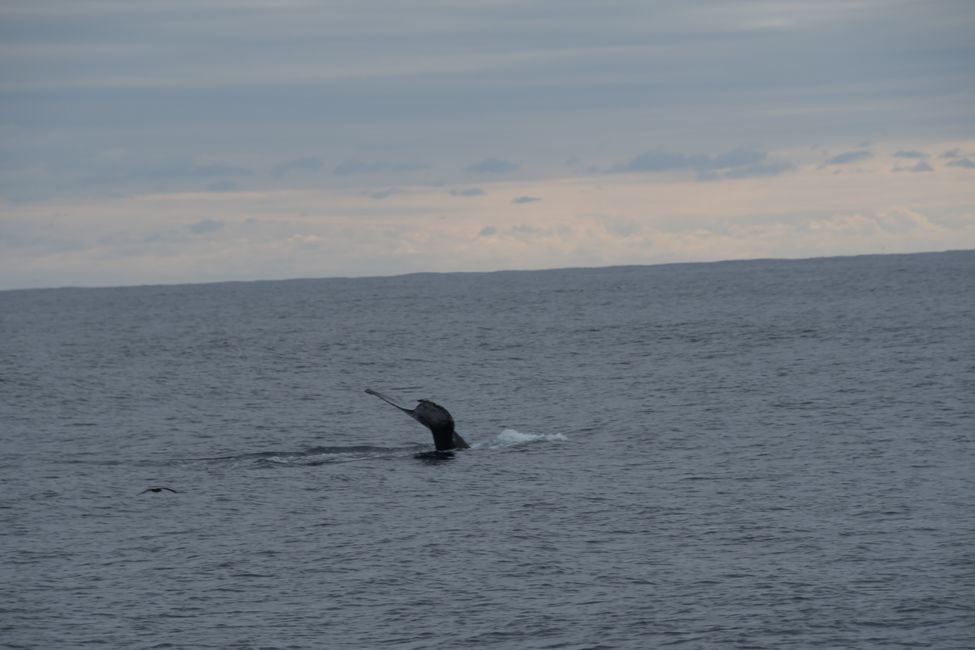 Humpback Whale Tail / Humpback tail