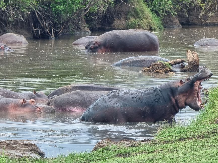 Tansania - Tag 5: Serengeti Nationalpark