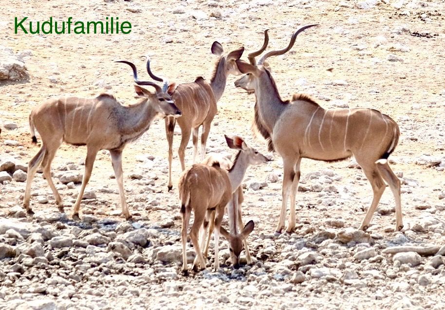 Etosha - we are here!