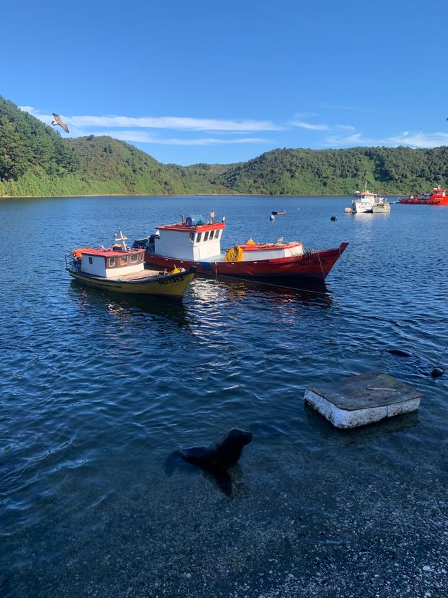 Trip nach Patagonien Teil 2: Puerto Montt bis Hornopirén