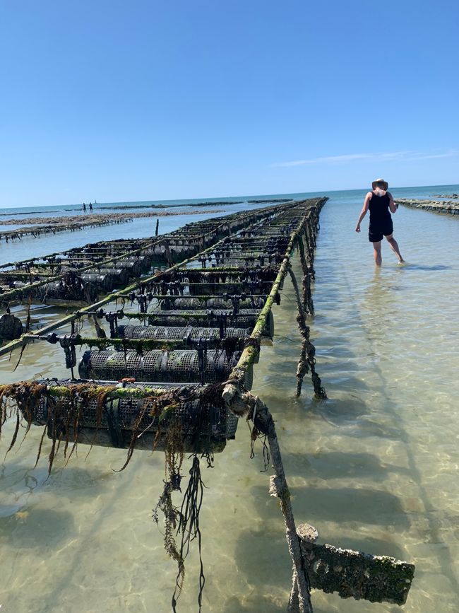 Gouville-sur-mer und die Austernzüchter