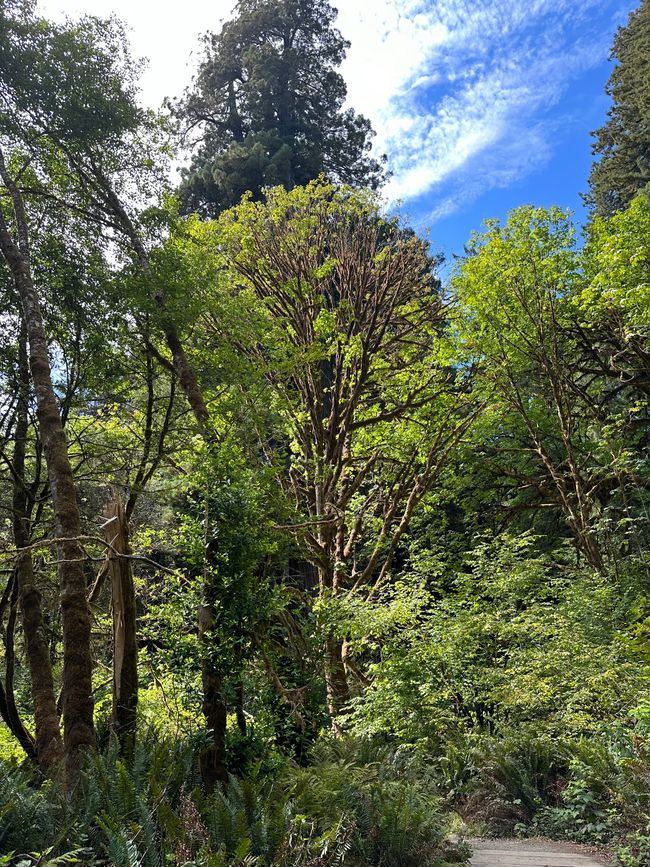 North Californian redwoods