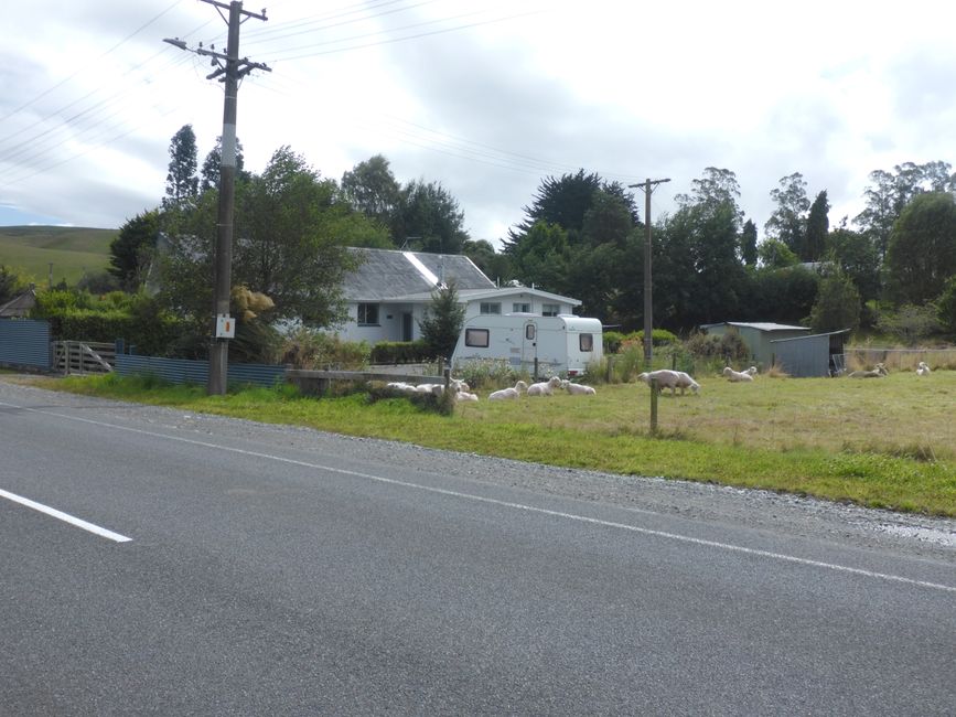 2025-02-19 a la costa oeste, NZL