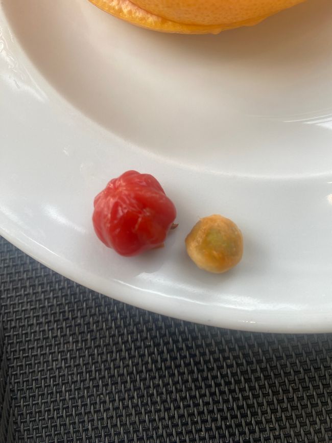 Der Kern ist fast so groß wie die Frucht der Surinamkirsche