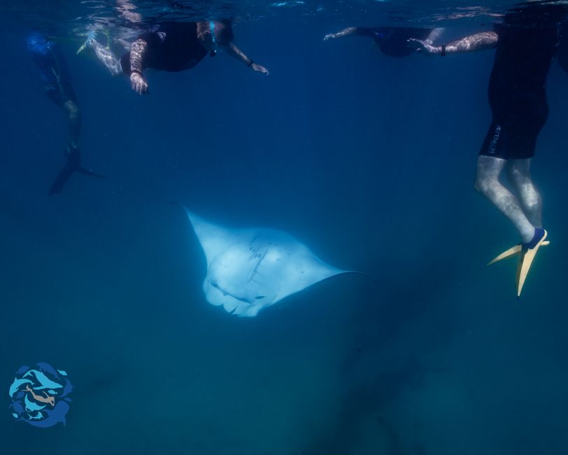 Snorkeling