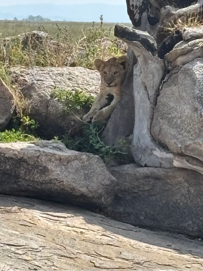 Serengeti Parte 1 - El sueño de los felinos