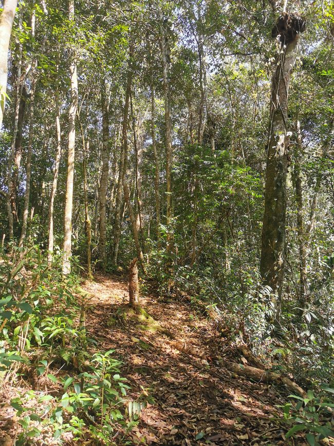 ... y entrando en la selva tropical ...