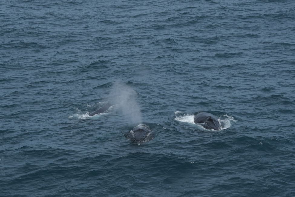 Buckelwale / Humpback whales
